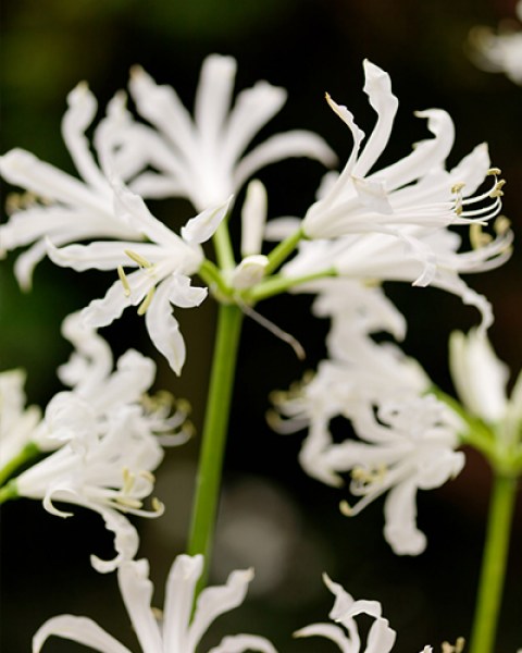 Nerine bowdenii Alba9